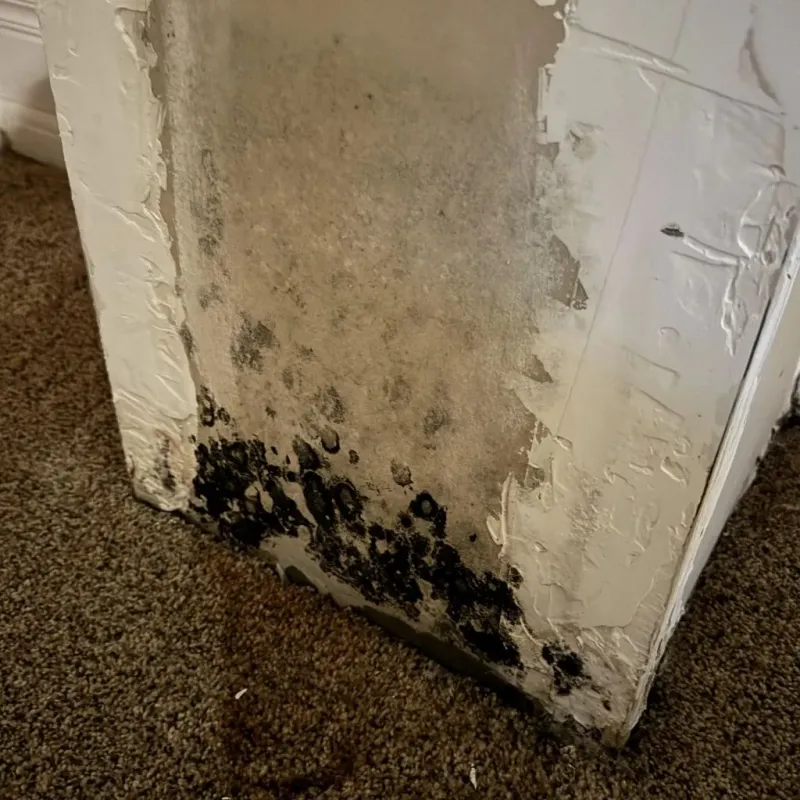 Professional Mold Removal in Louisville, MS